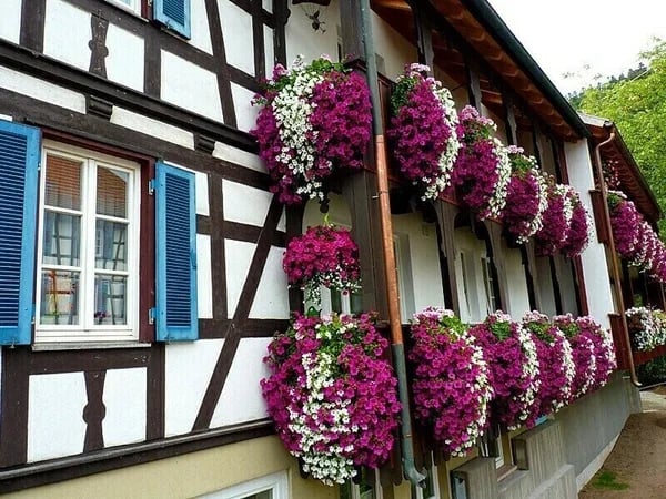 🔥Last Day 49% OFF - 🌺🌷Vivid Artificial Hanging Orchid Bunch（🔥BUY 5 FREE SHIPPING🔥）